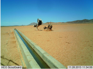 Illustration for article titled Nature's Candids: The Best Wildlife Camera-Trap Photography Of 2014